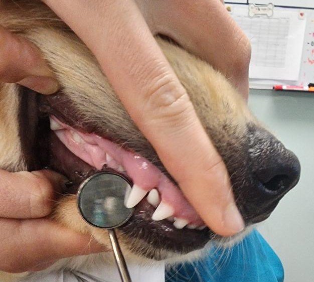 Dentistry