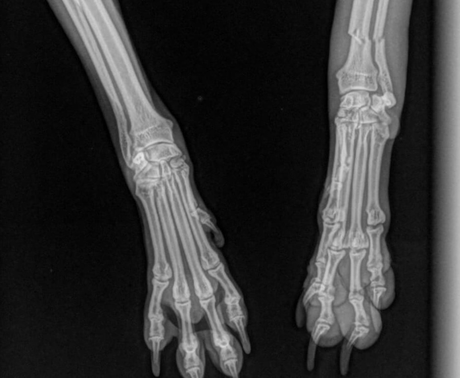 Radiology