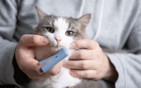 Dental-Care