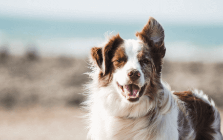 Microchipping