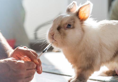 Rabbit receiving oral medications.