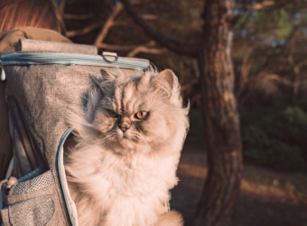 National Take a Hike Day: Can I Hike with My Cats?